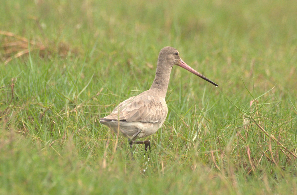 Black-tailed Godwit - ML614188446