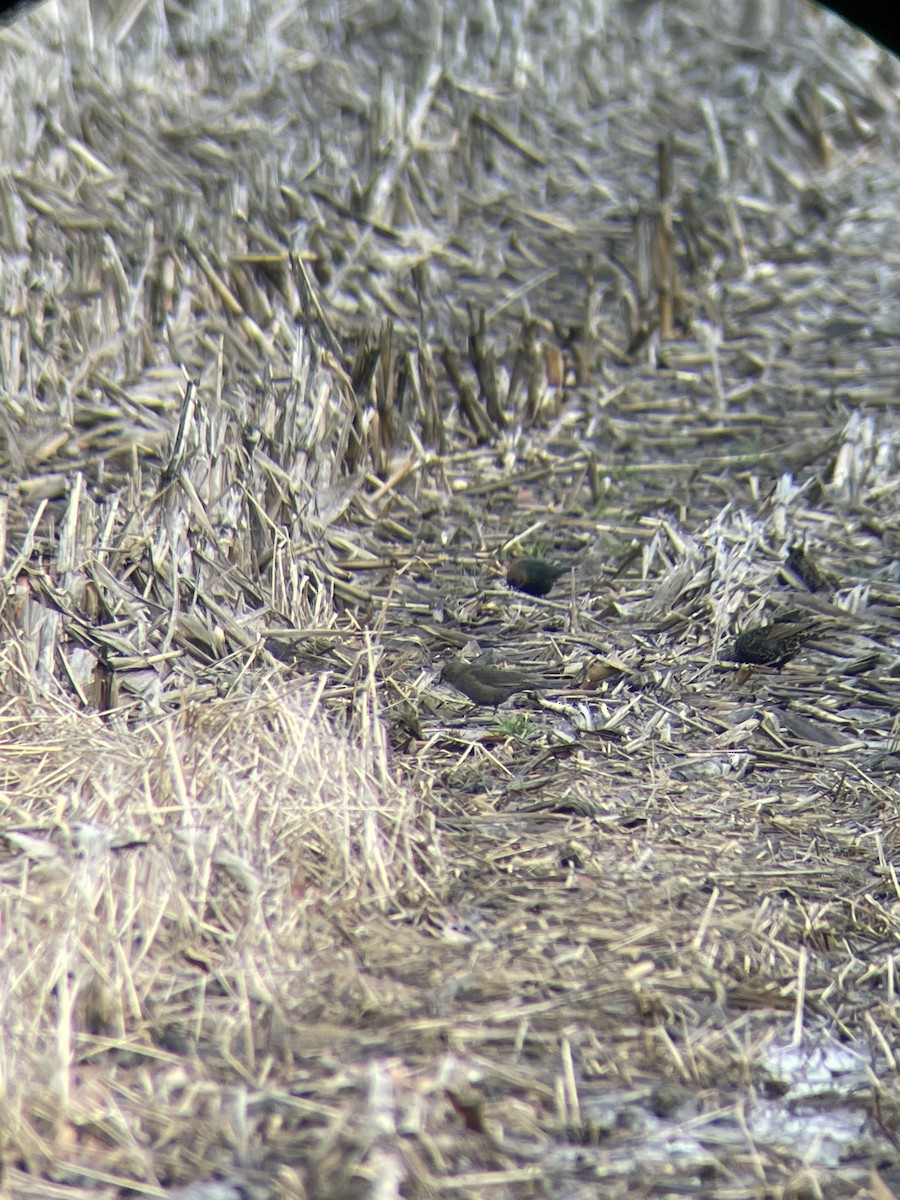 Brown-headed Cowbird - ML614188450