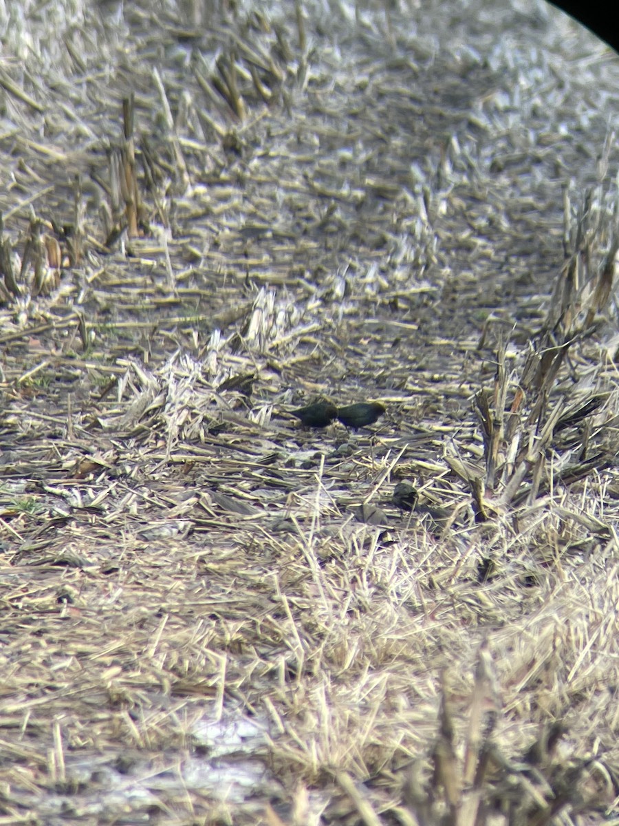 Brown-headed Cowbird - ML614188484