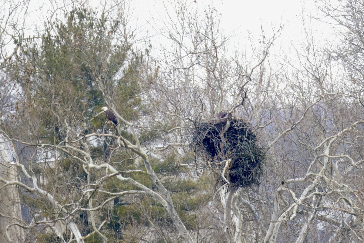 Bald Eagle - ML614188541