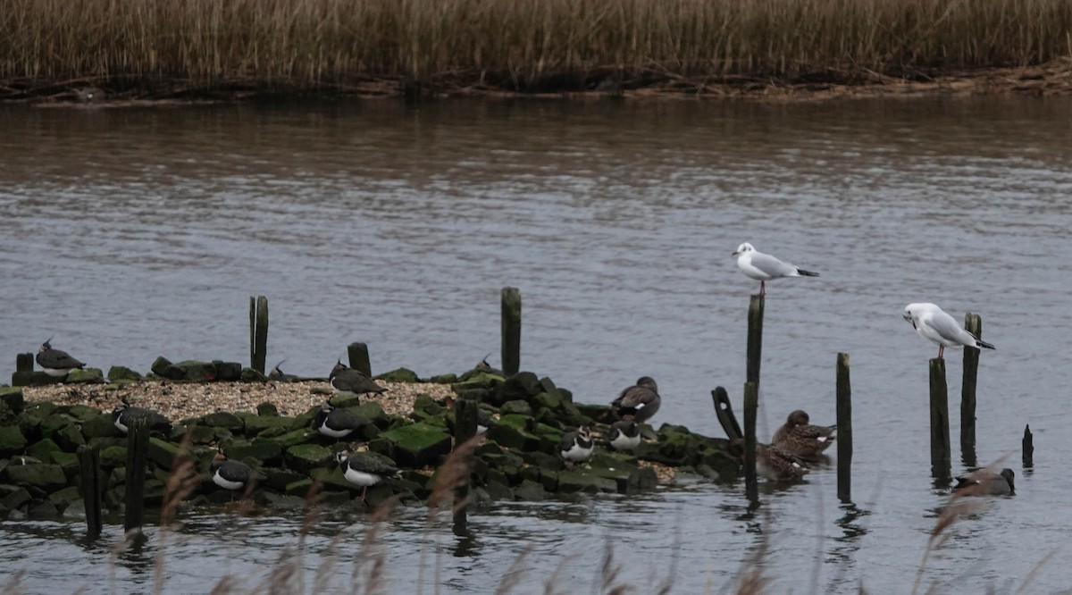 Northern Lapwing - ML614188571