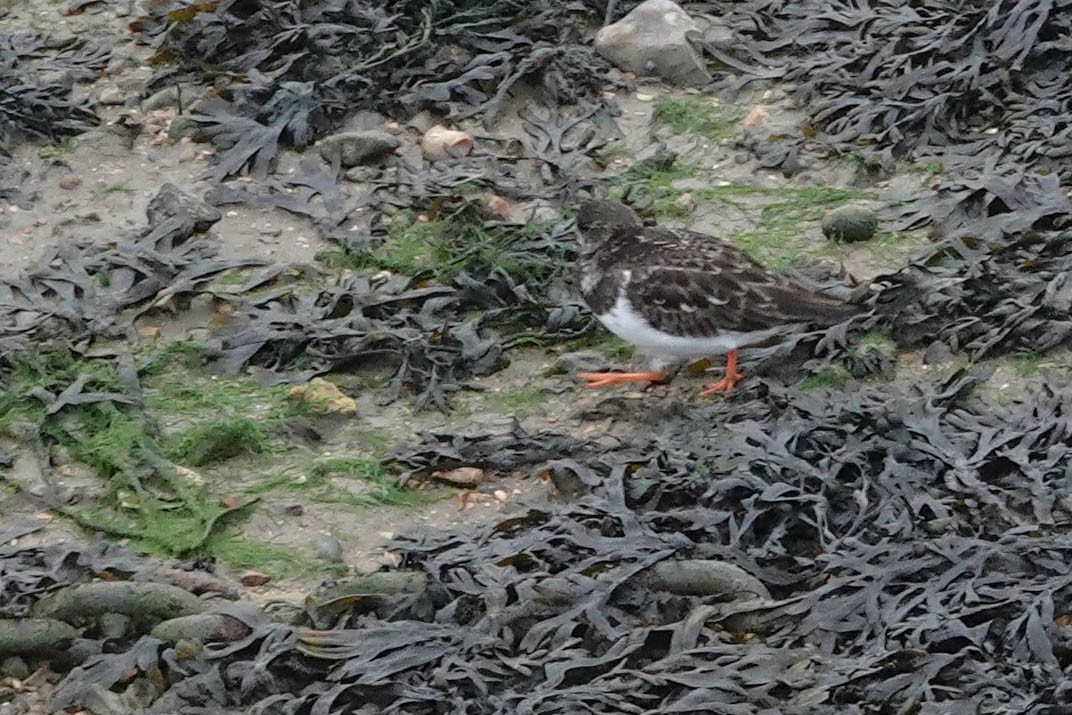 Ruddy Turnstone - ML614188586