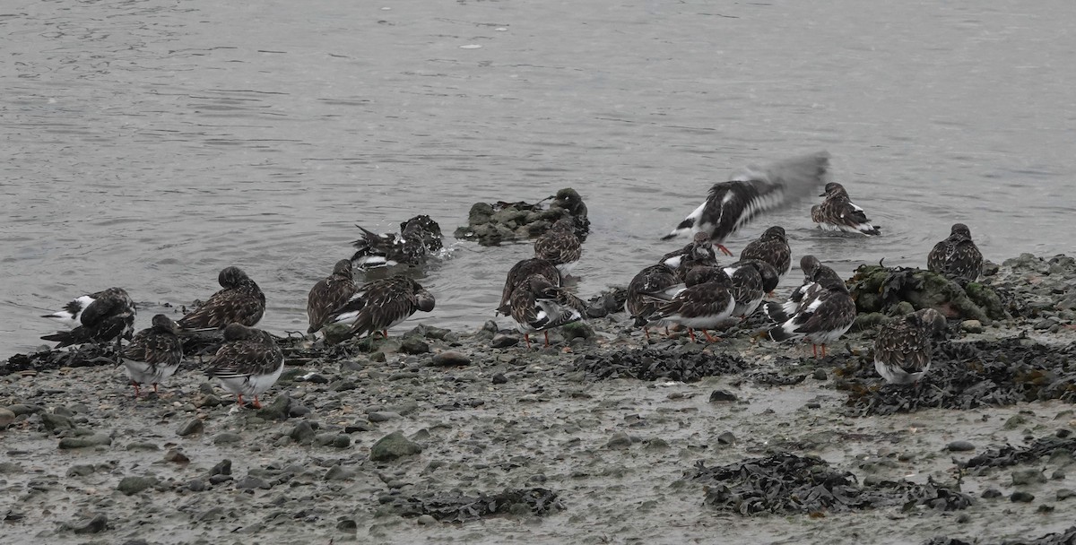 Ruddy Turnstone - ML614188587