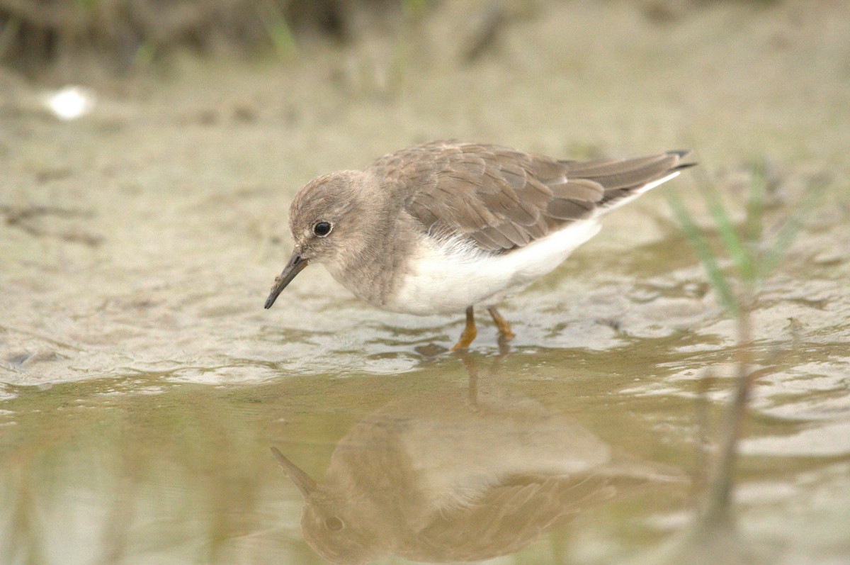 Temminck's Stint - ML614188623