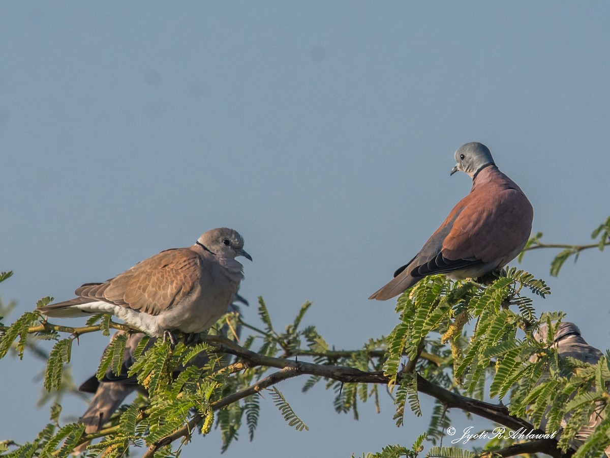 Red Collared-Dove - ML614188627