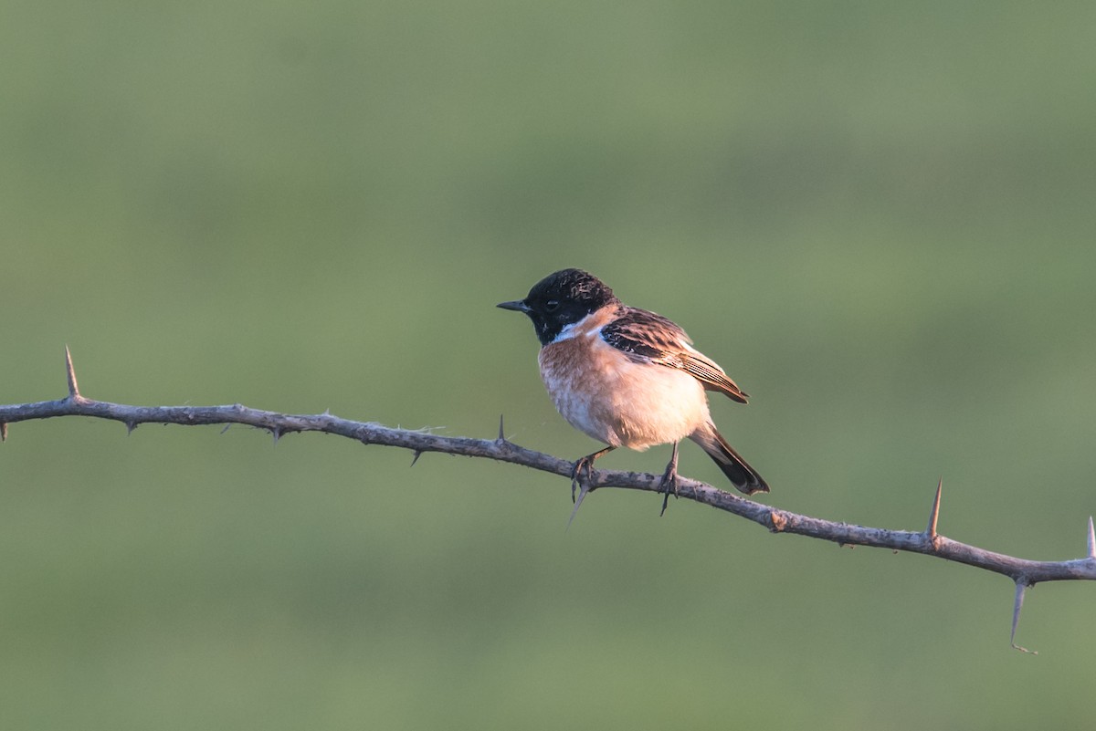 Siberian Stonechat - ML614188637