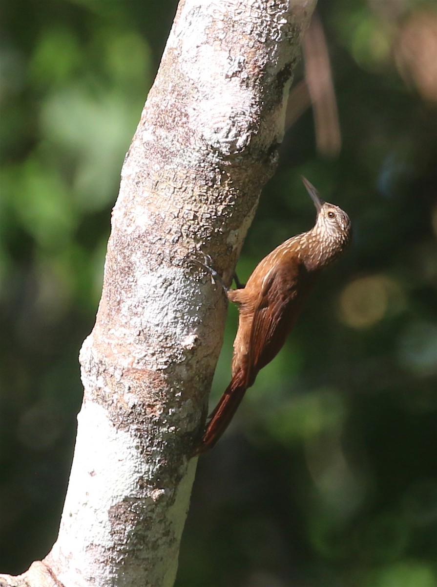 Zimmer's Woodcreeper - David Stejskal