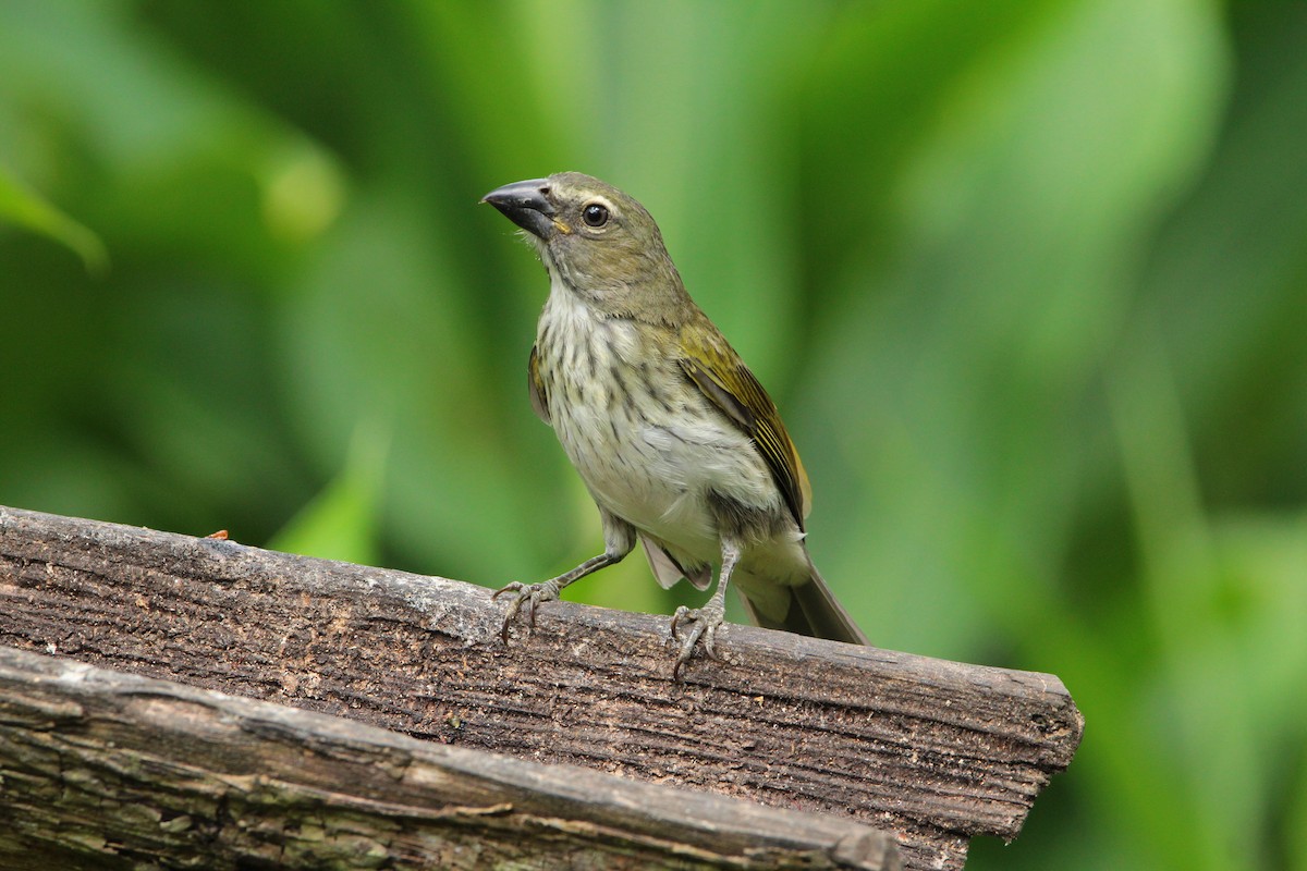 Streaked Saltator - Julian Valencia