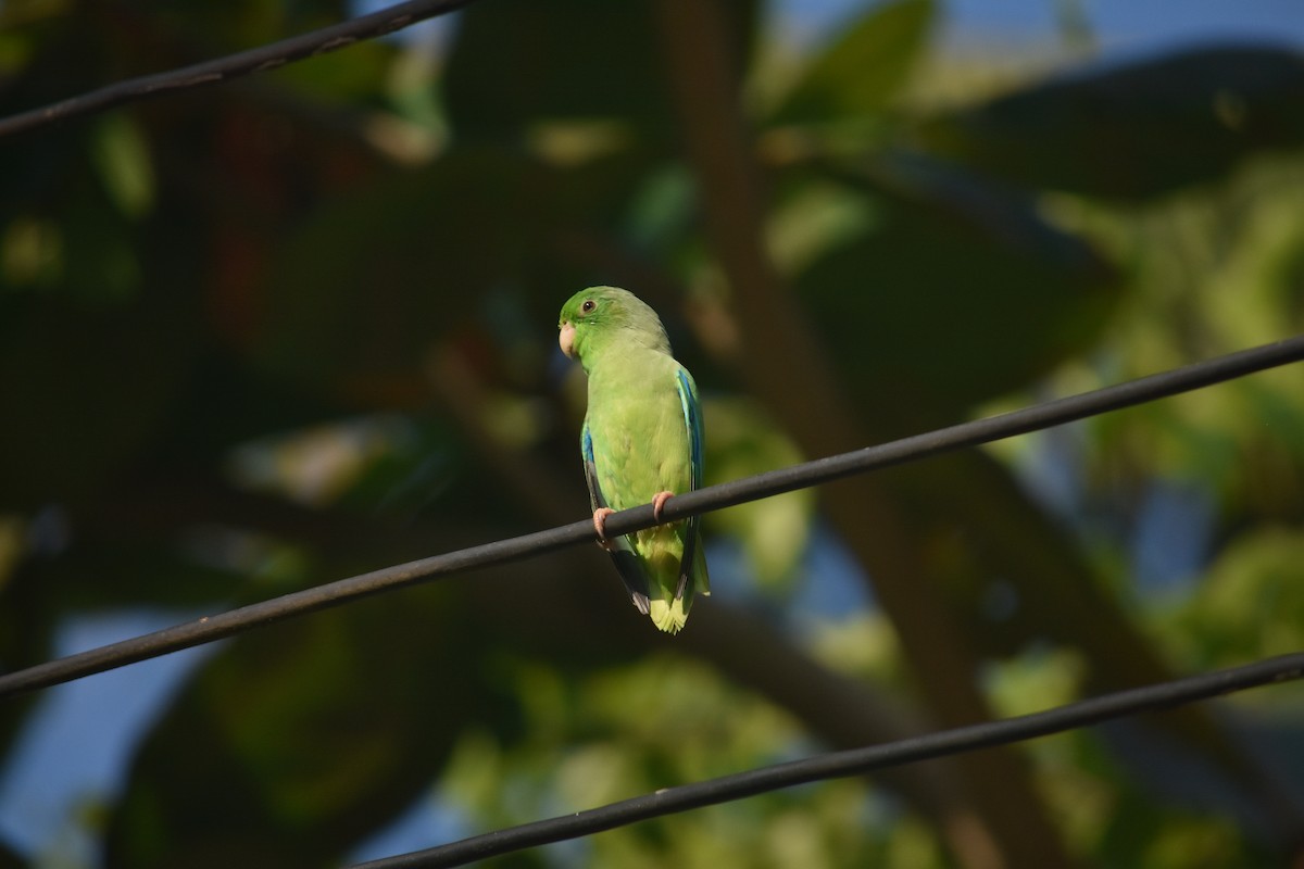 Turquoise-winged Parrotlet - Ader Ávila