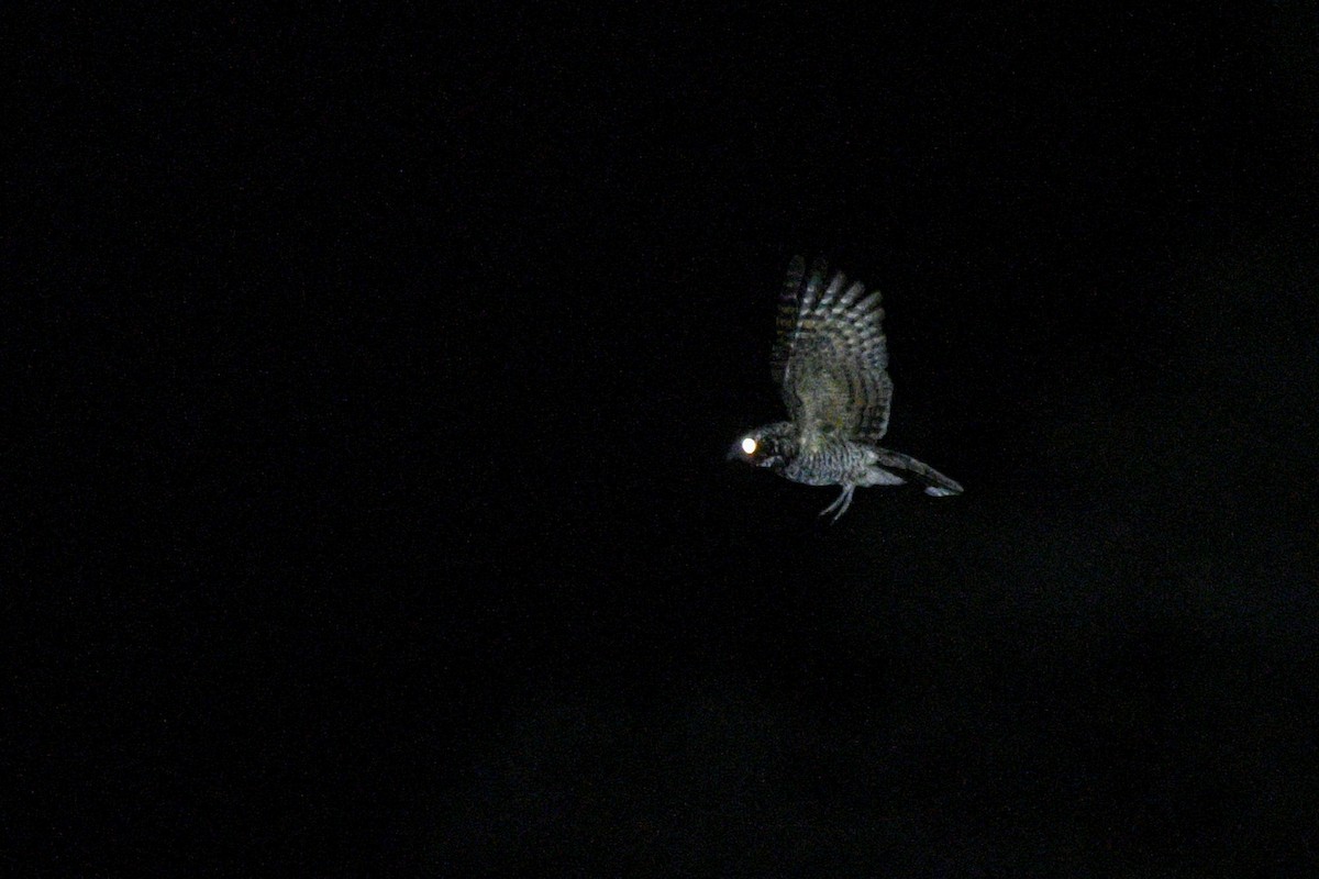 Common Poorwill - Daniel Irons