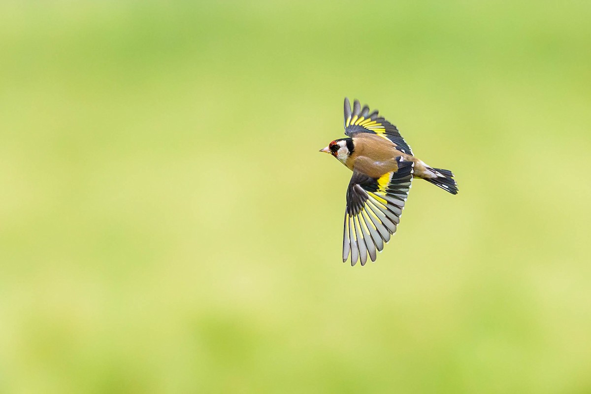 European Goldfinch - ML614188860