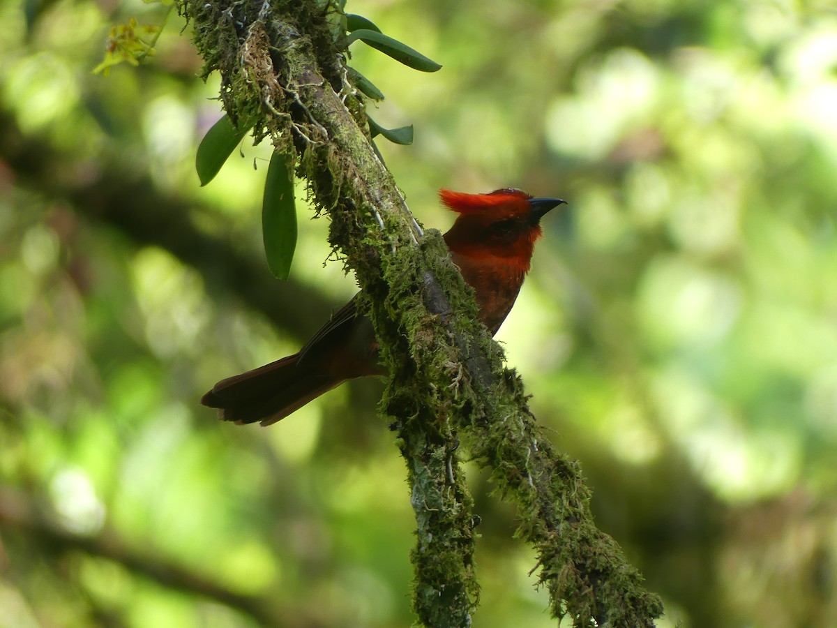 Crested Ant-Tanager - Andrés Felipe