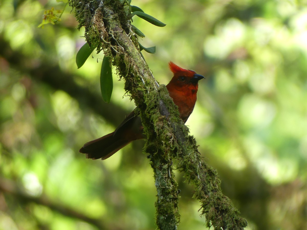 Crested Ant-Tanager - Andrés Felipe