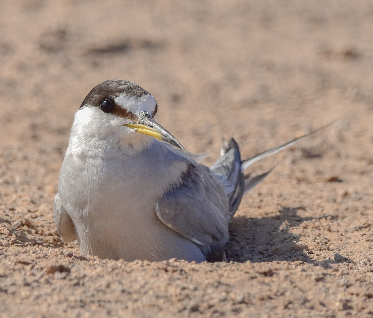 Peruvian Tern - ML614188908