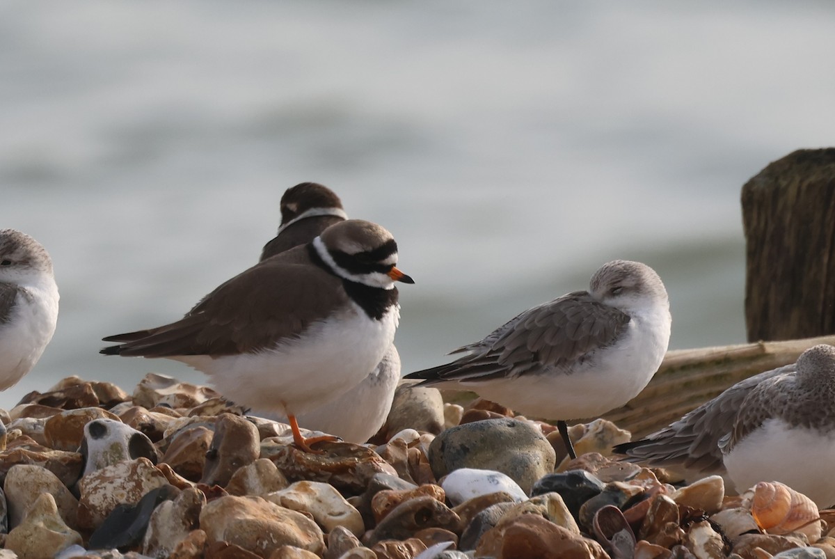 Common Ringed Plover - ML614188917