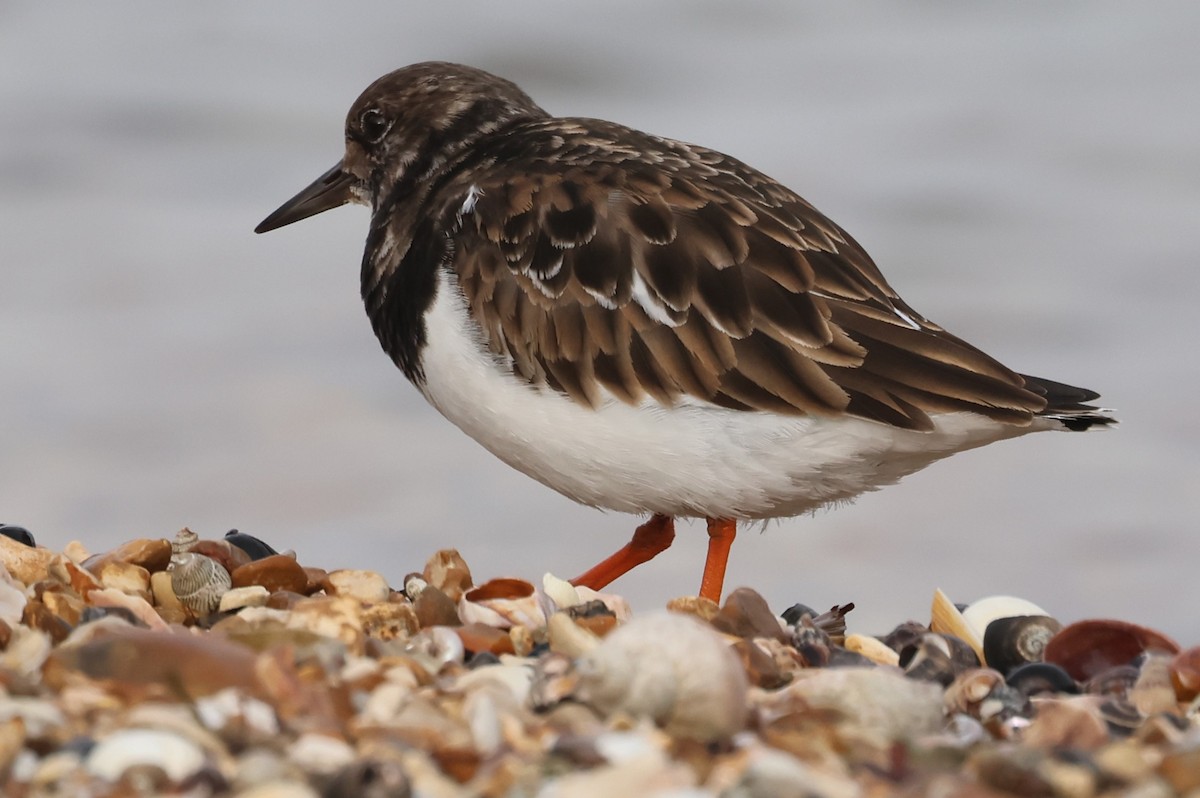 Ruddy Turnstone - ML614188927