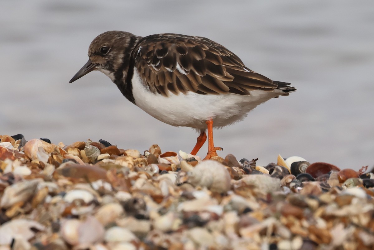 Ruddy Turnstone - ML614188928