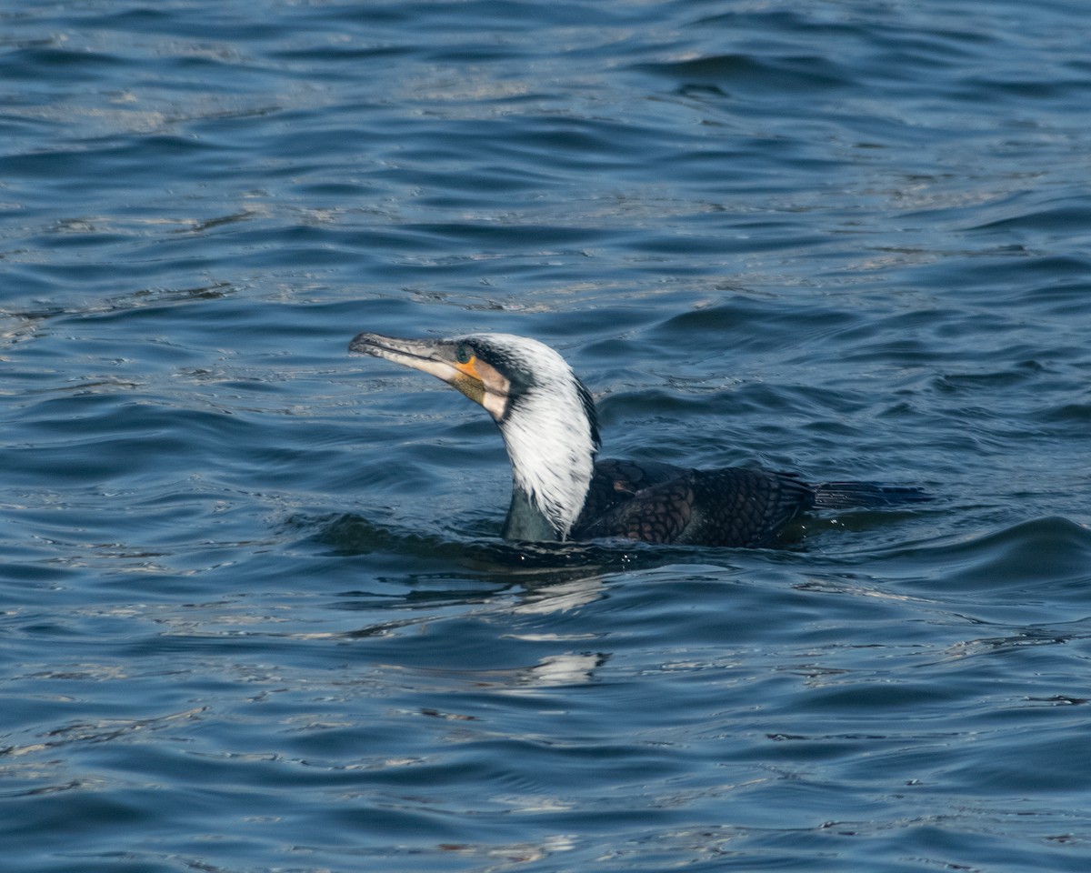 Great Cormorant - ML614188972