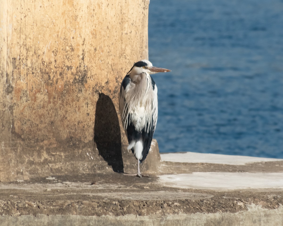 Gray Heron - ML614188975