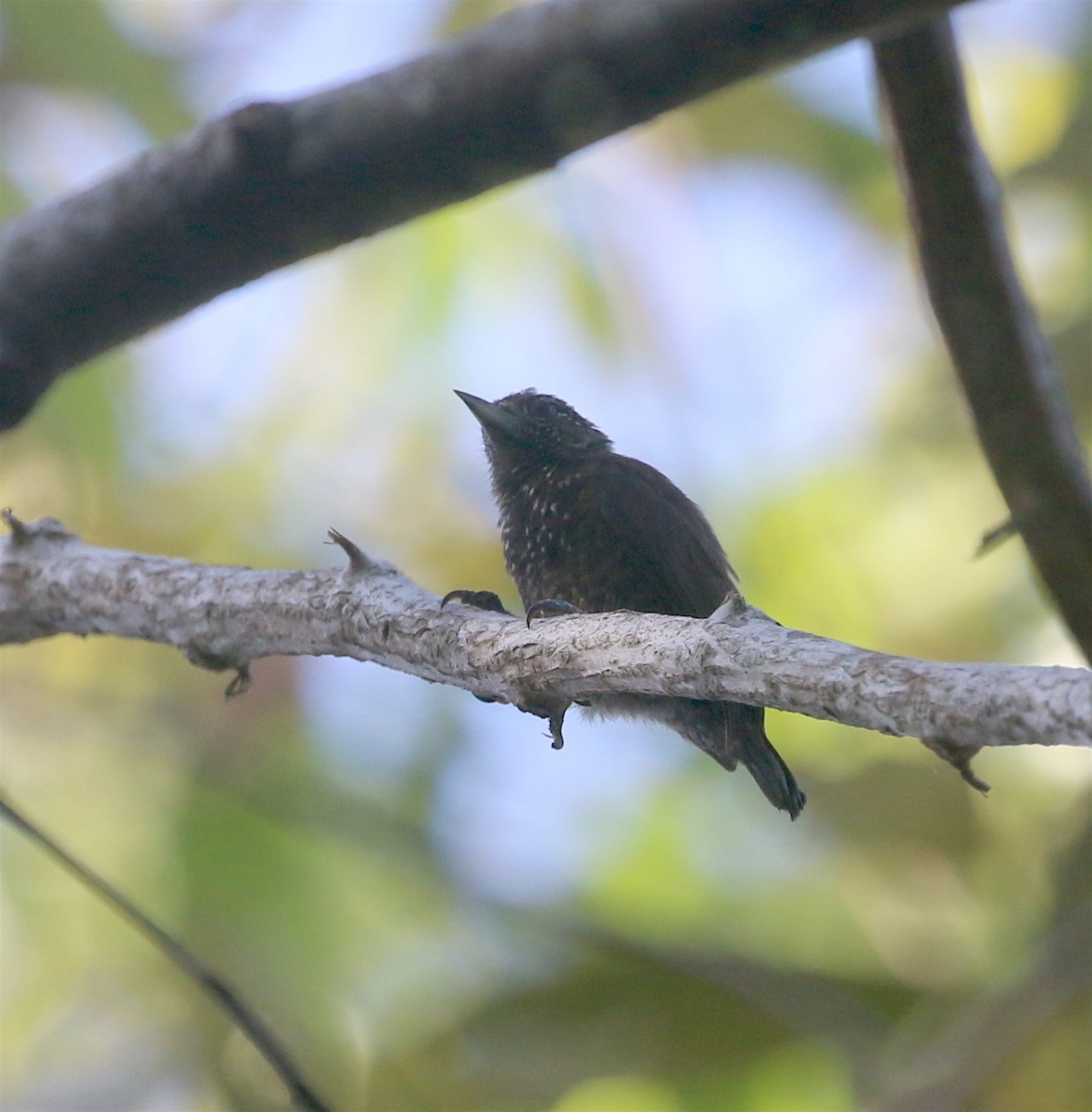 Varzea Piculet - David Stejskal