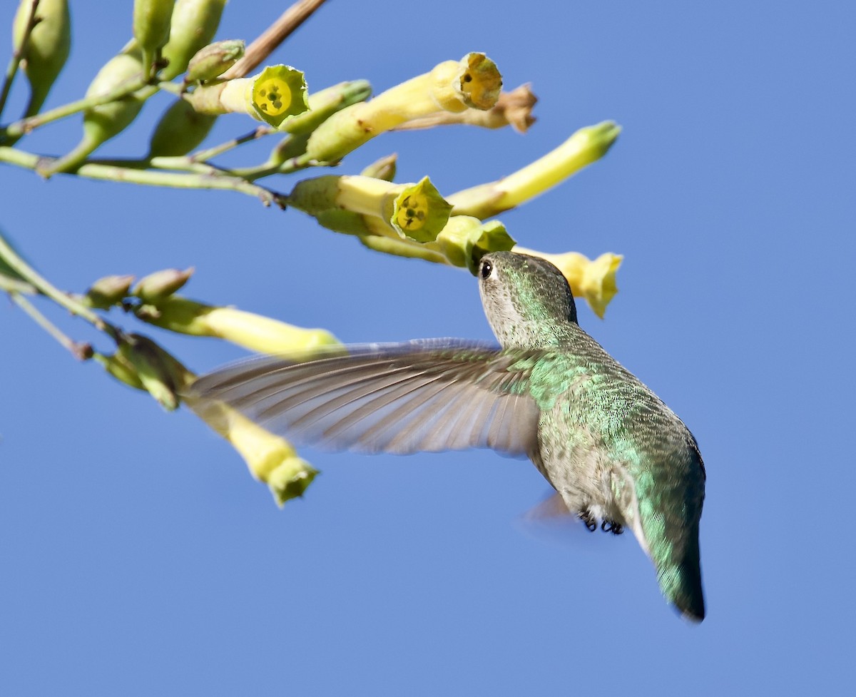 Colibri d'Anna - ML614189093