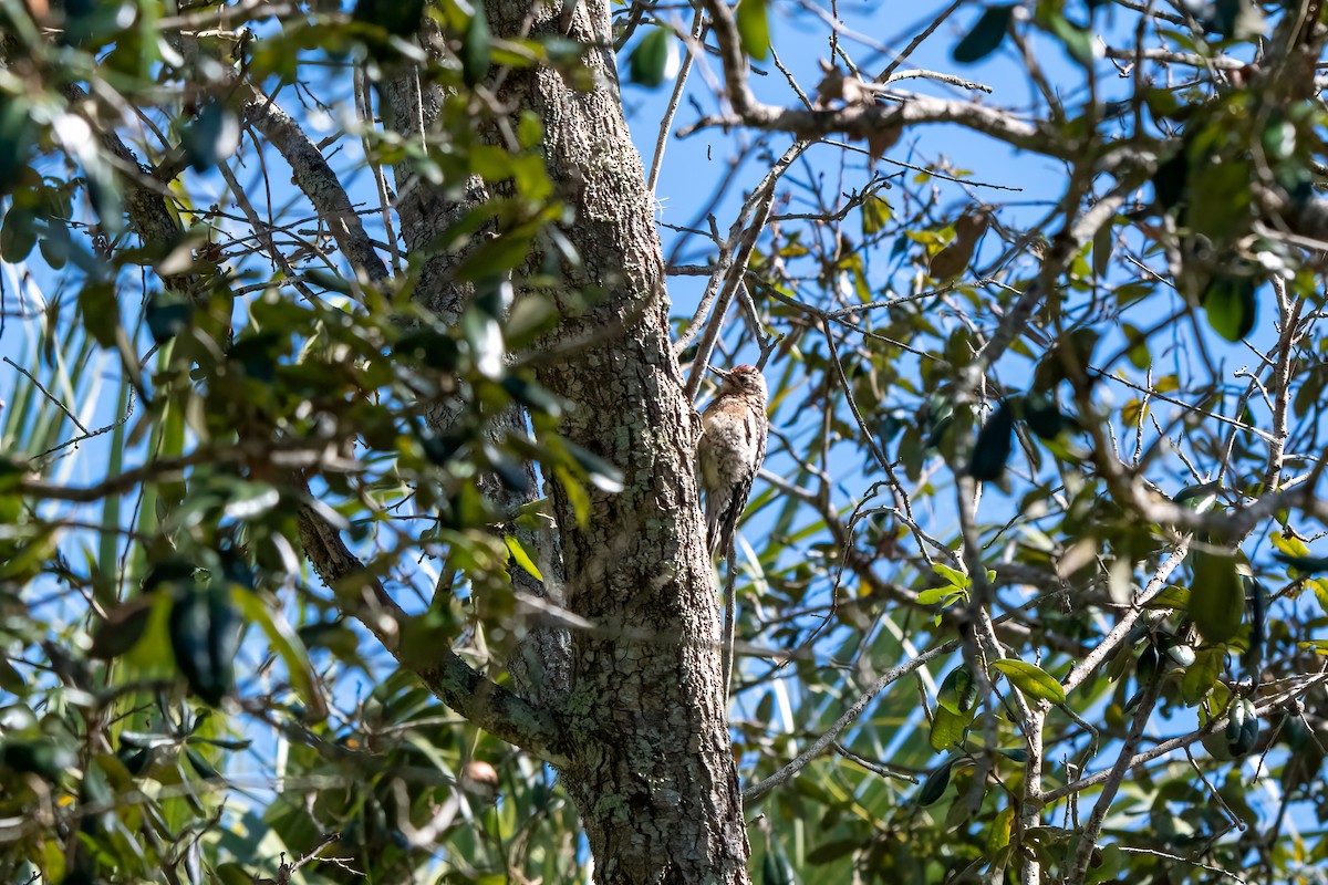 Yellow-bellied Sapsucker - ML614189096