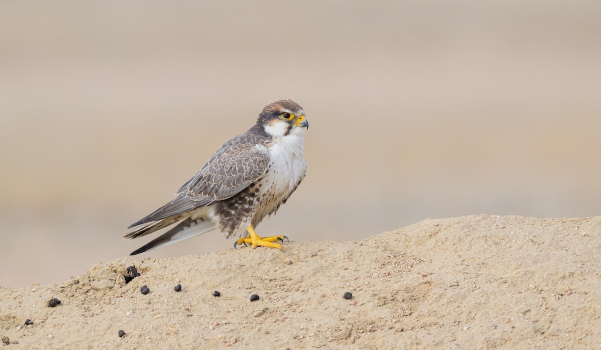 Laggar Falcon - ML614189118