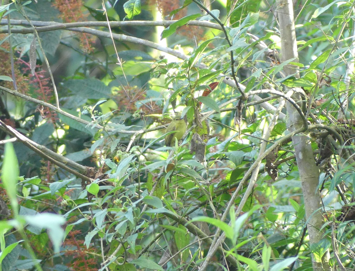 Flavescent Flycatcher - Andrés Felipe