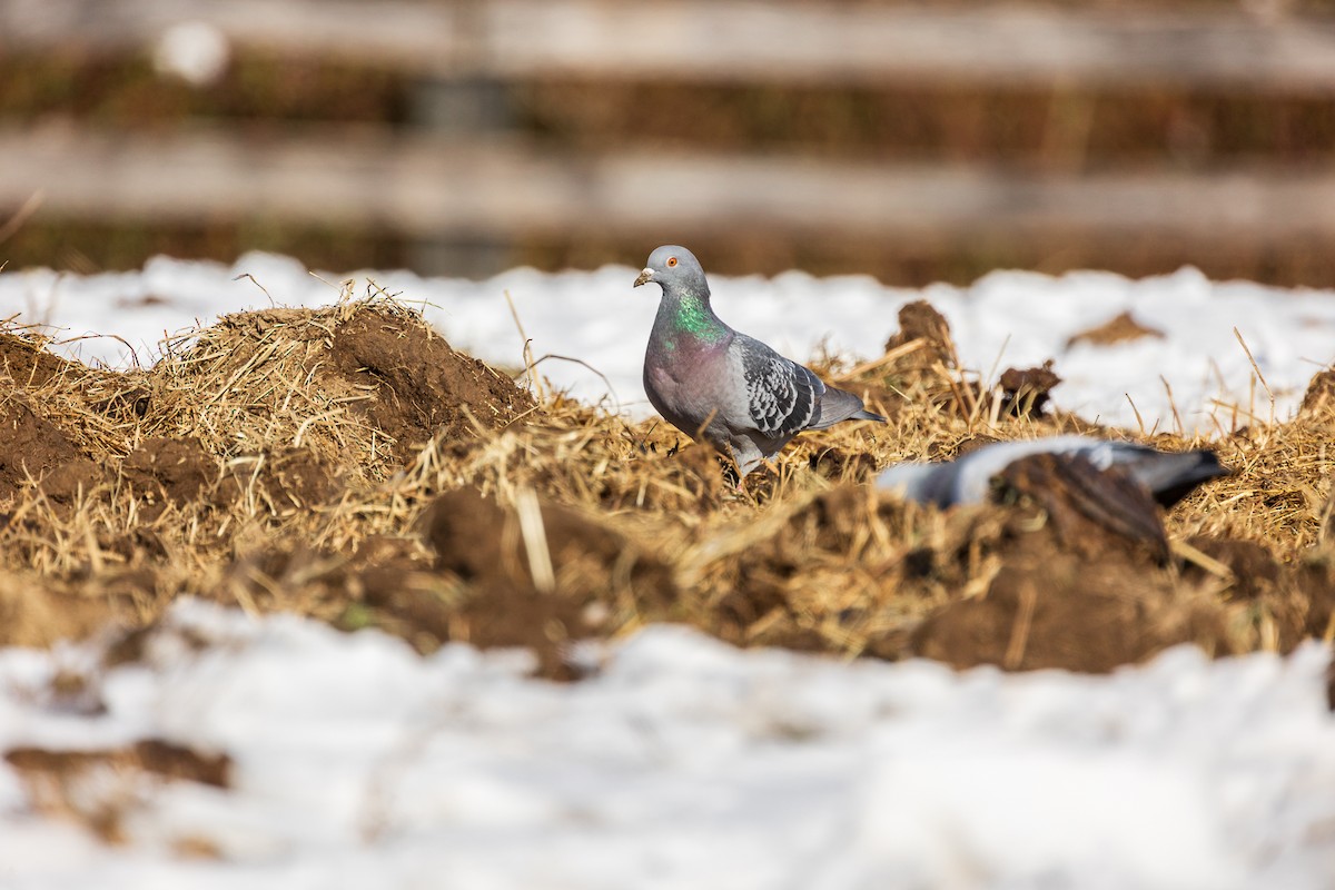 Rock Pigeon (Feral Pigeon) - ML614189170