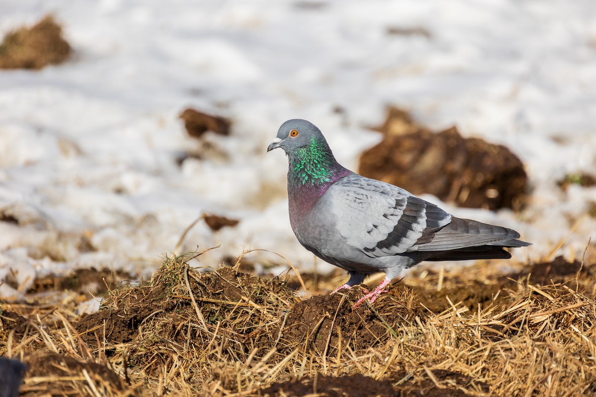 Rock Pigeon (Feral Pigeon) - ML614189171