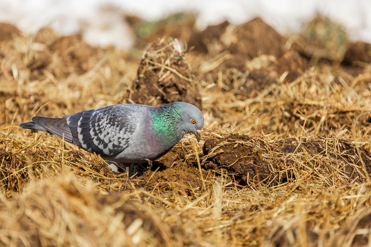 Rock Pigeon (Feral Pigeon) - ML614189172