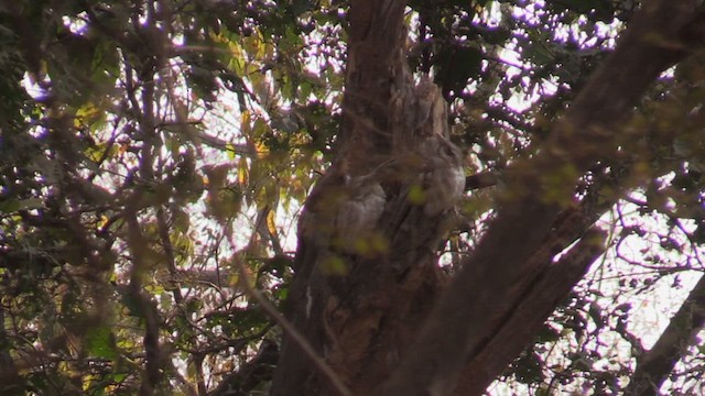 Indian Scops-Owl - ML614189187