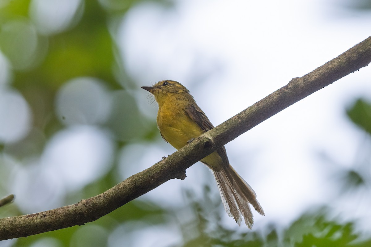 Yellow Tyrannulet - Forrest English