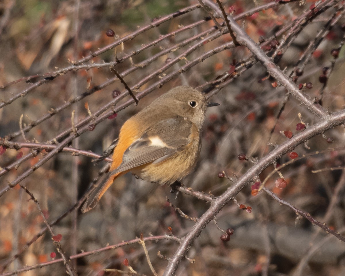 Daurian Redstart - ML614189284