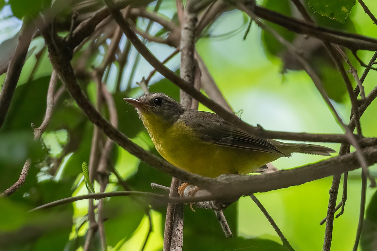 Golden-crowned Warbler - Forrest English