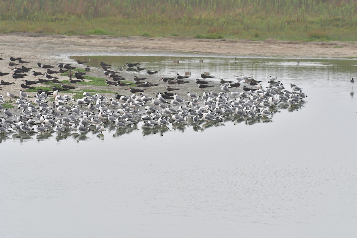 Franklin's Gull - ML614189296