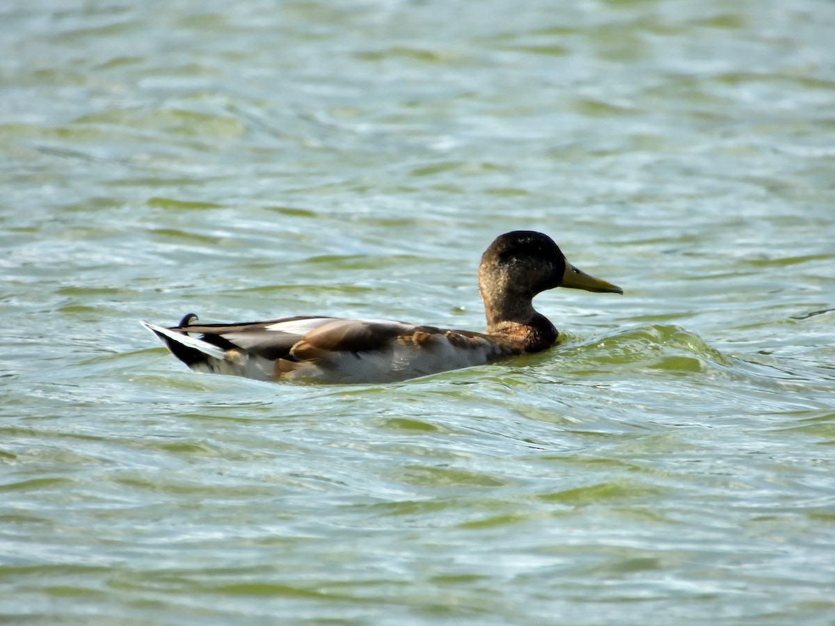 Mallard - Dennis op 't Roodt