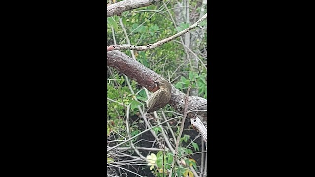 Woodpecker Finch - ML614189449