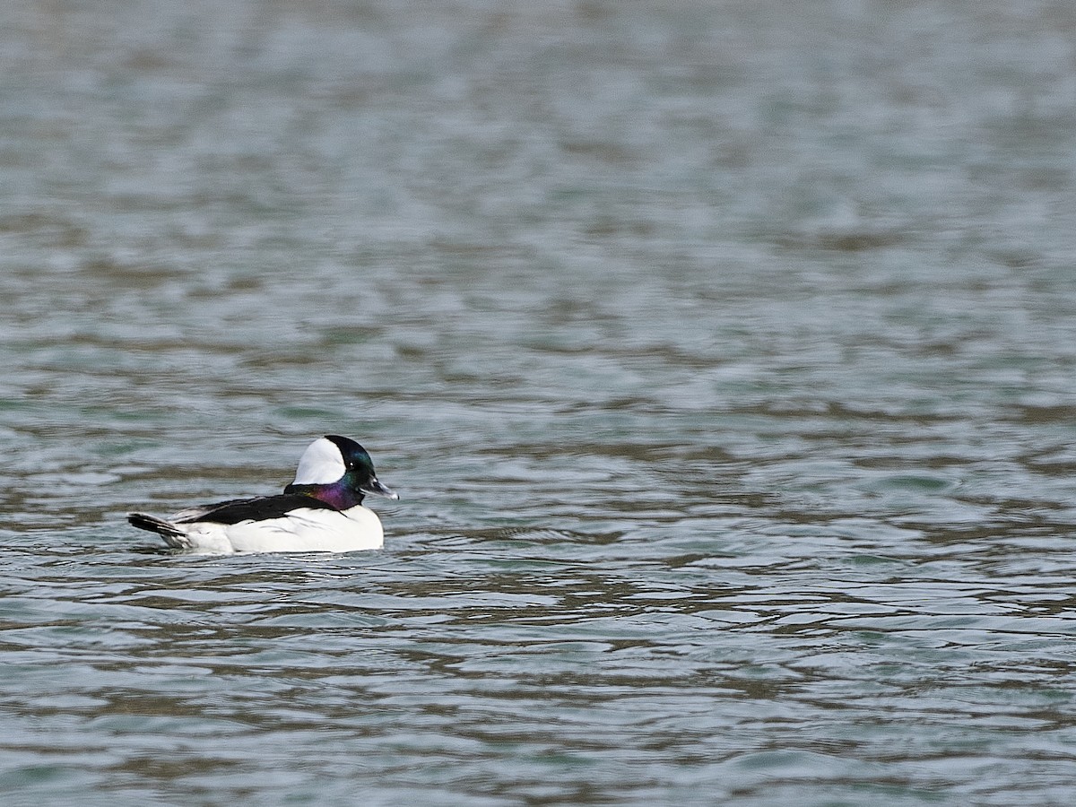 Bufflehead - ML614189488