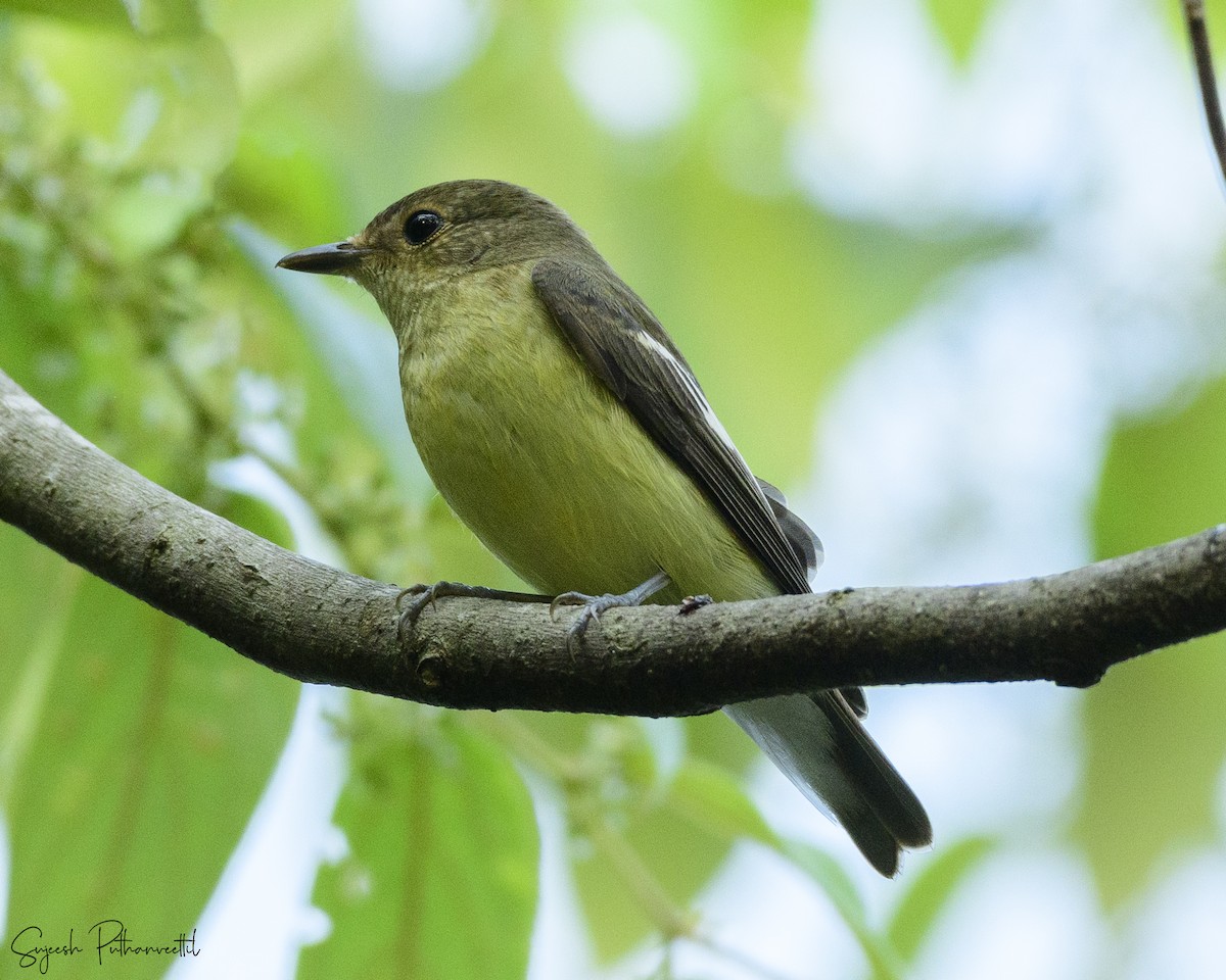 マミジロキビタキ - ML614189497