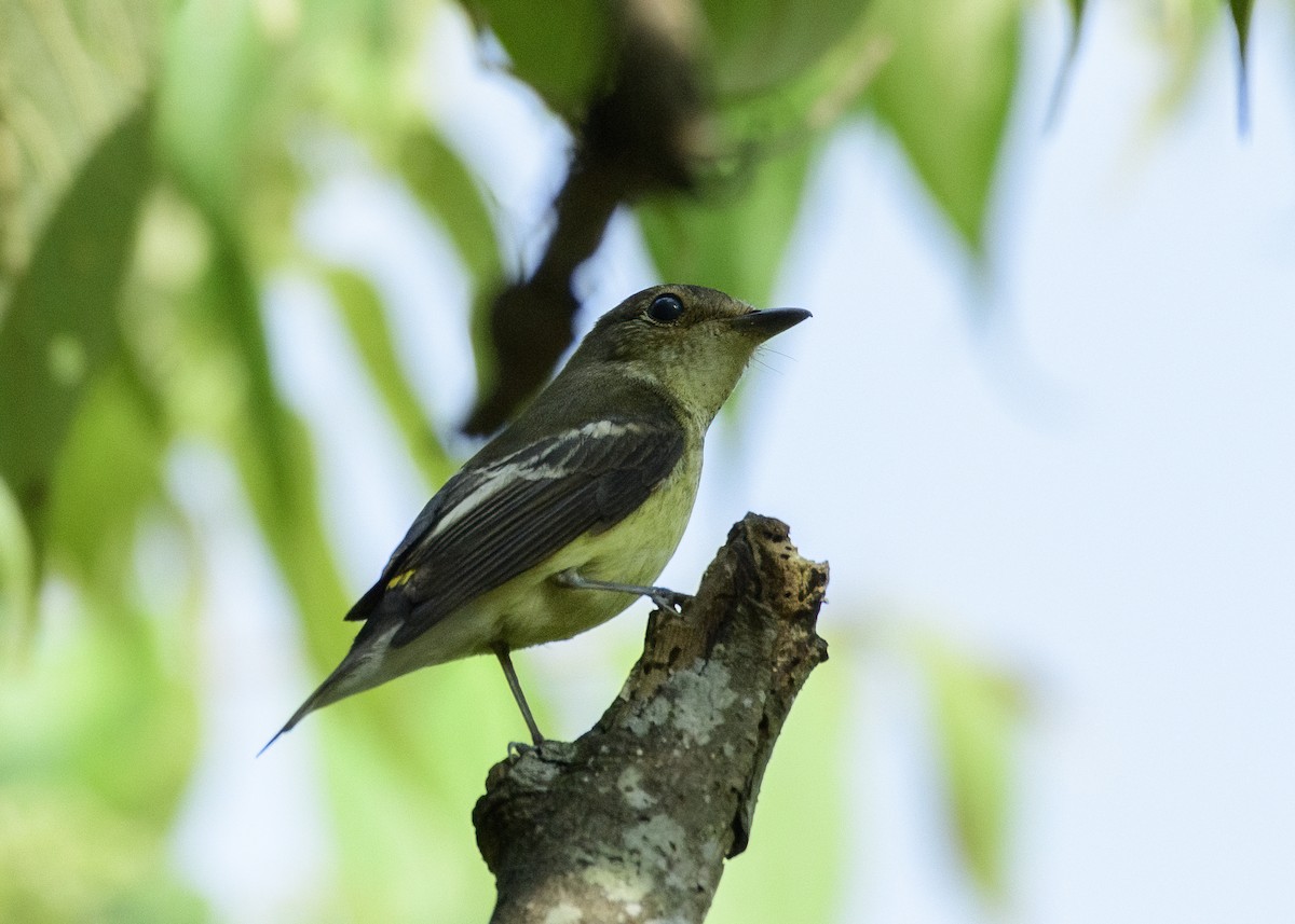 Yellow-rumped Flycatcher - ML614189498