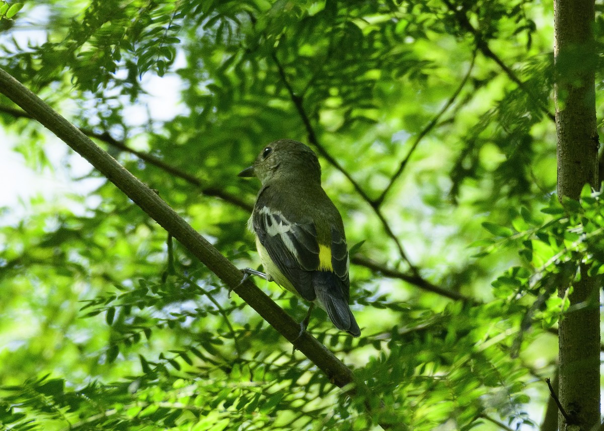Yellow-rumped Flycatcher - Sujeesh P