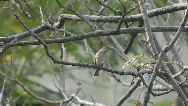 Asian Brown Flycatcher - ML614189533