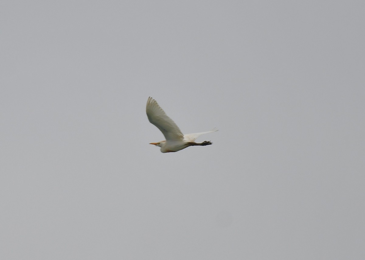 Египетская цапля (ibis) - ML614189535