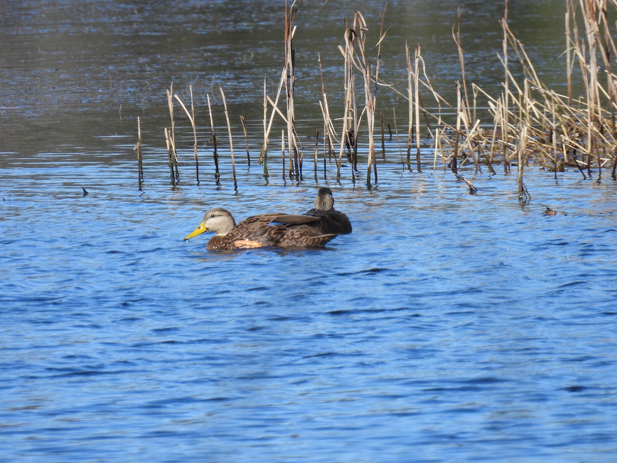 Mottled Duck - ML614189546