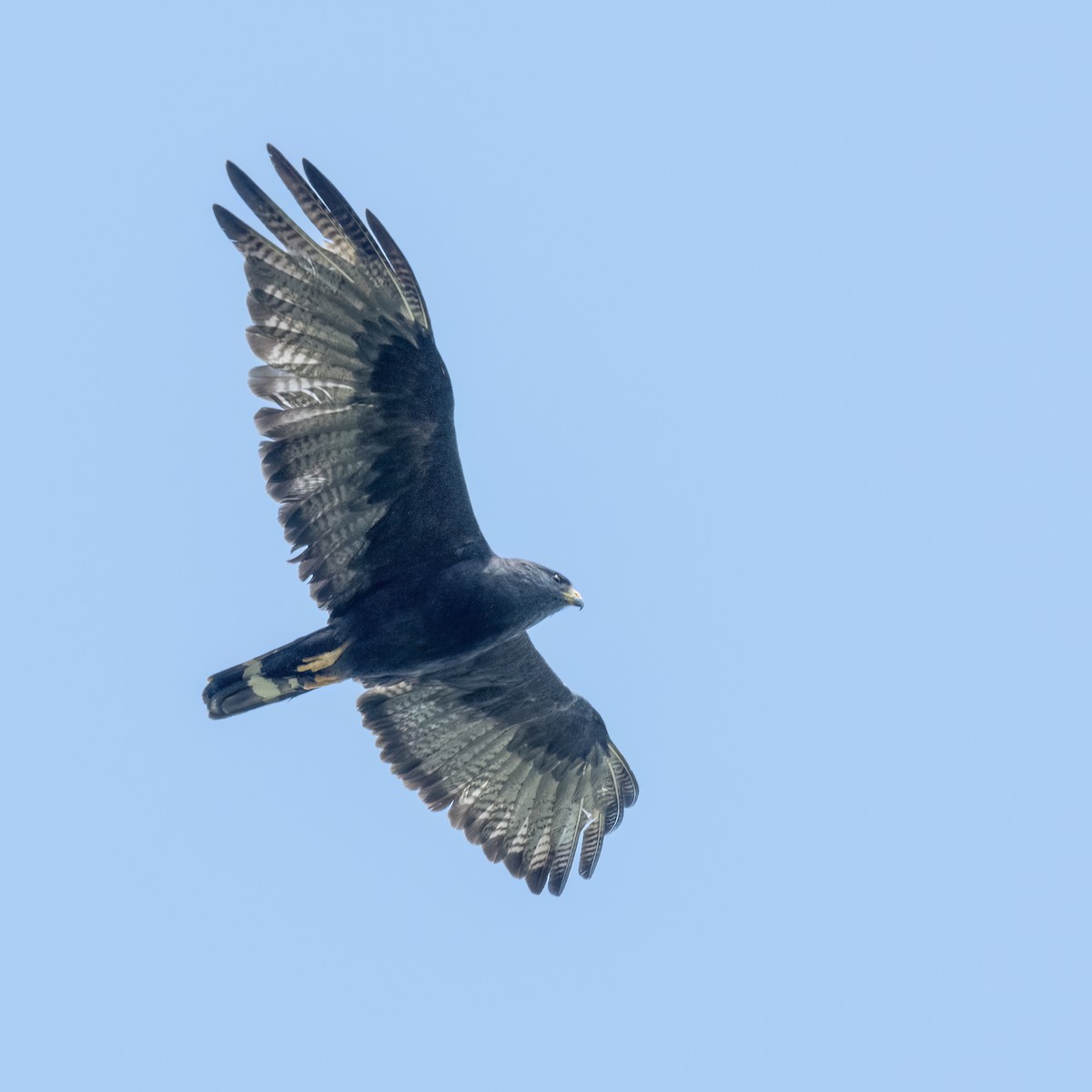 Zone-tailed Hawk - ML614189562