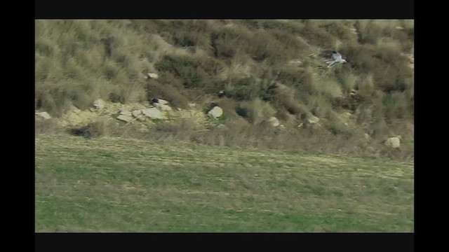 Pallid Harrier - ML614189613