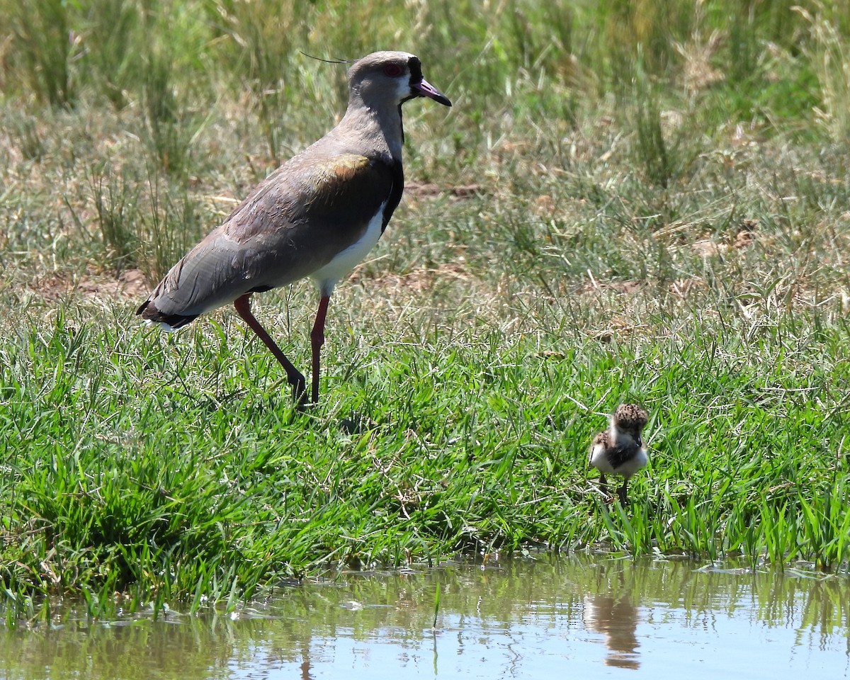 Southern Lapwing - ML614189639