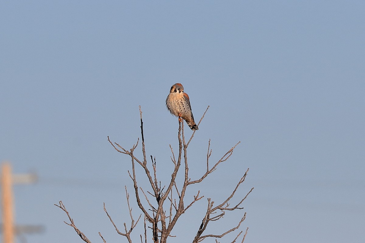 American Kestrel - ML614189640