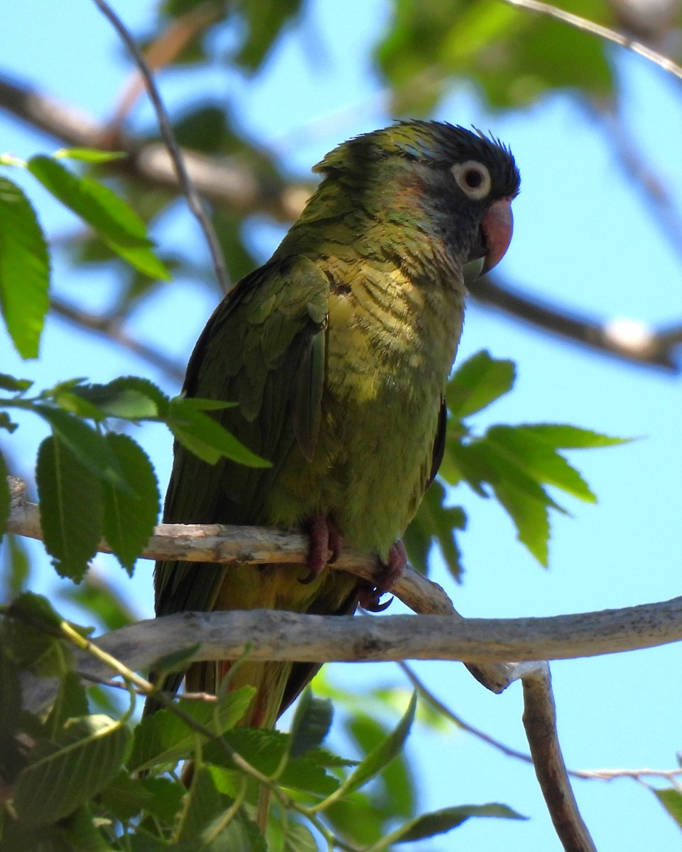 Blue-crowned Parakeet - ML614189648